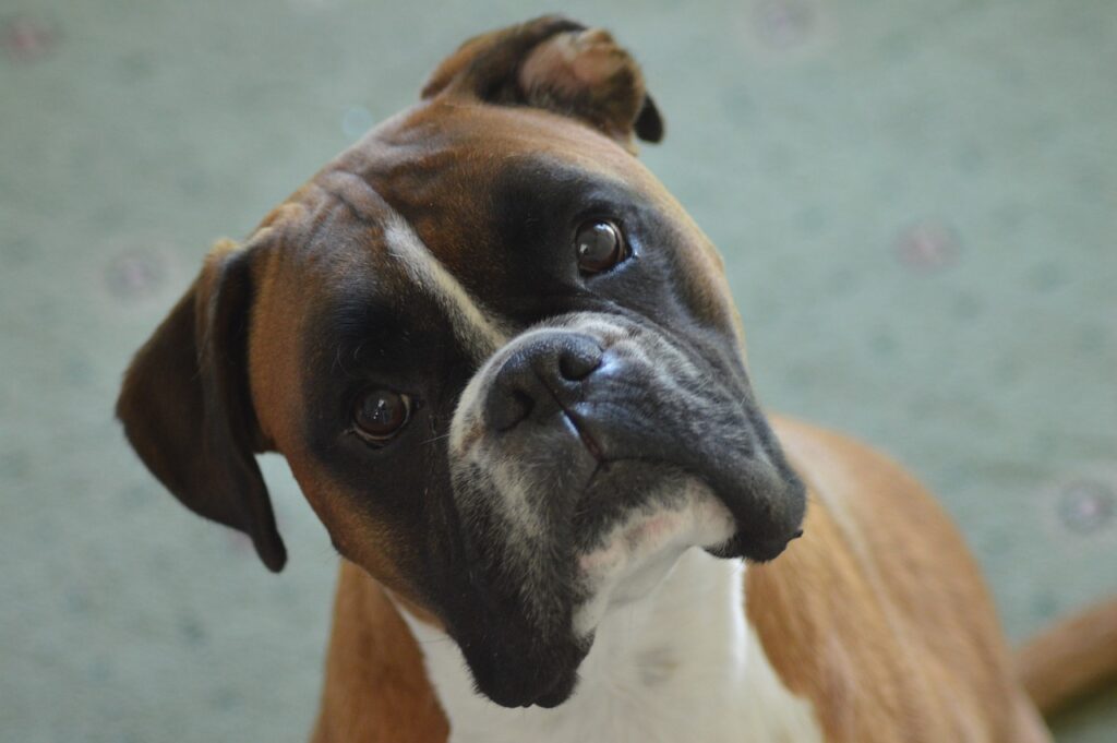 boxer, boxer dog, pet-3644625.jpg