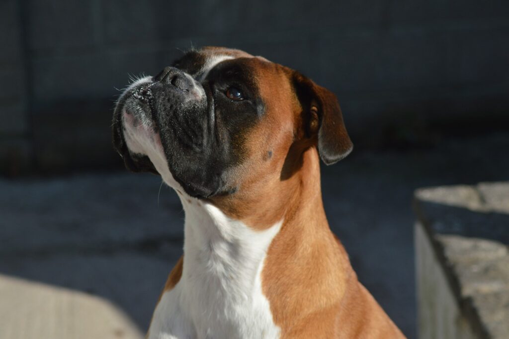 boxer, dog, pet-3627740.jpg