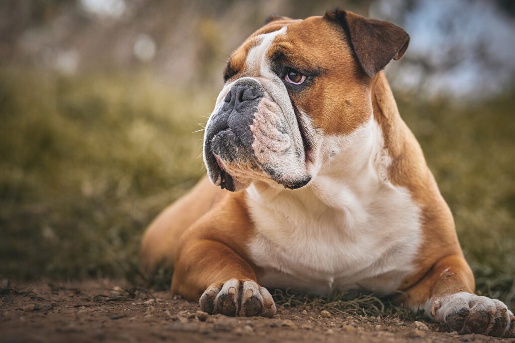 bulldog, animal, pet-7476727.jpg