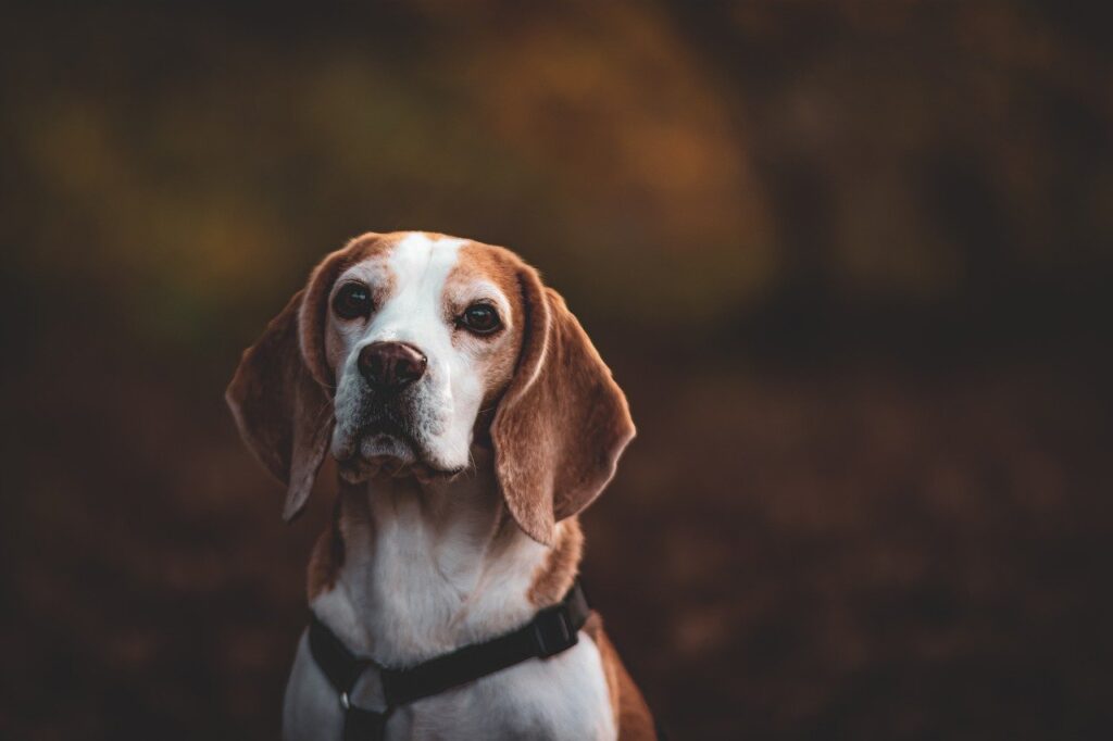 dog, beagle, meadow-8006839.jpg