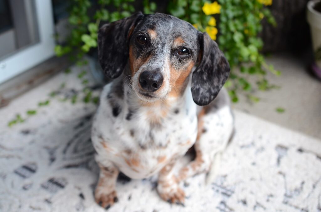 dog, dachshund, animal-6474269.jpg