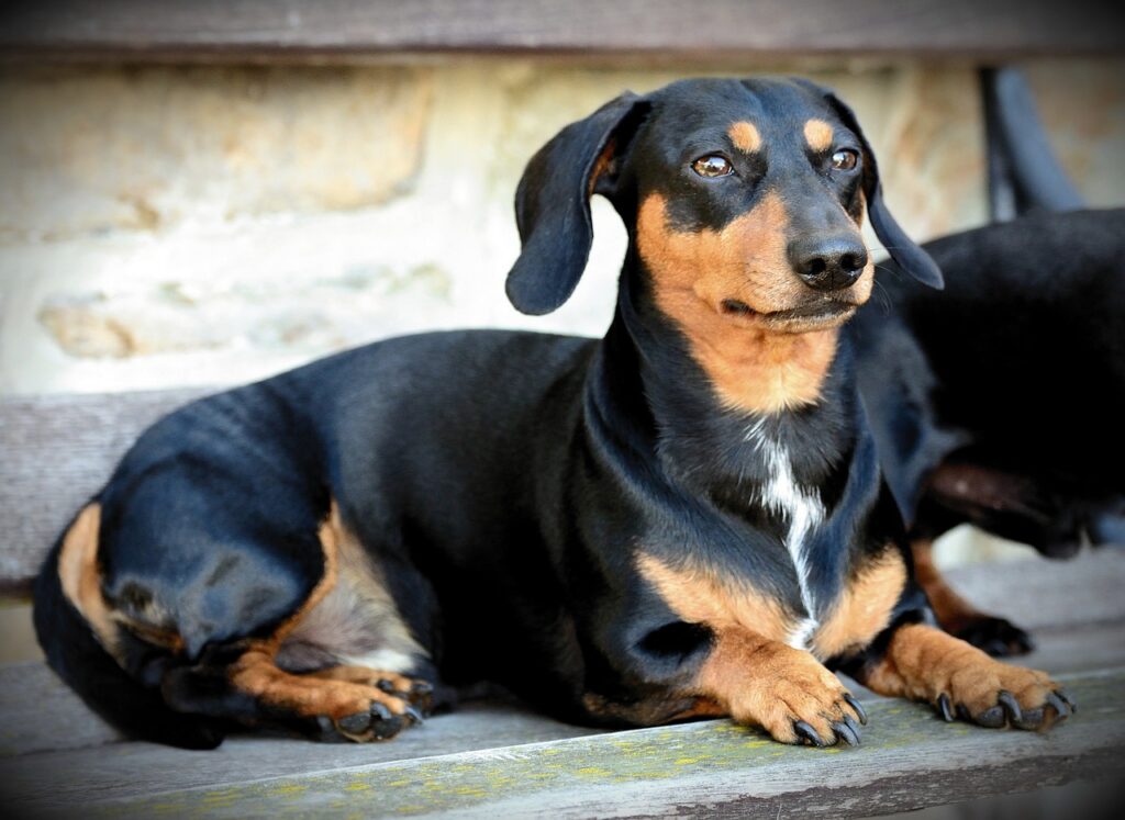 dog, dachshund, domestic animal-5379499.jpg