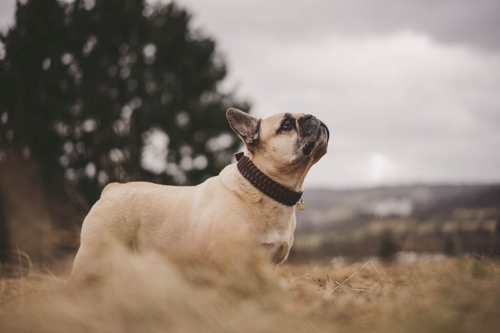 french bulldog, dog, fall-7514203.jpg