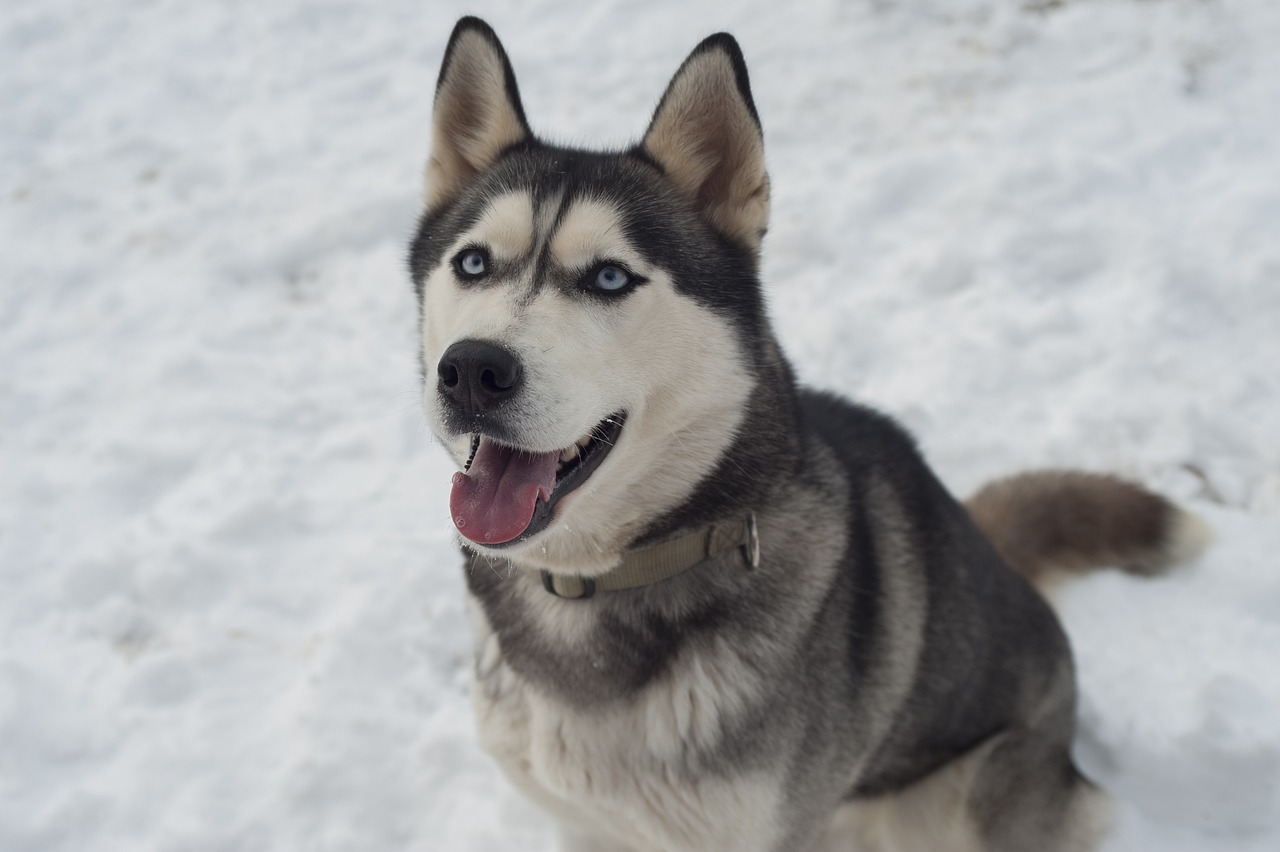 husky, dog, animal-2443664.jpg