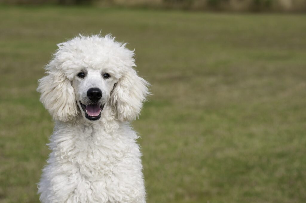 poodle, dog, animal-1561405.jpg