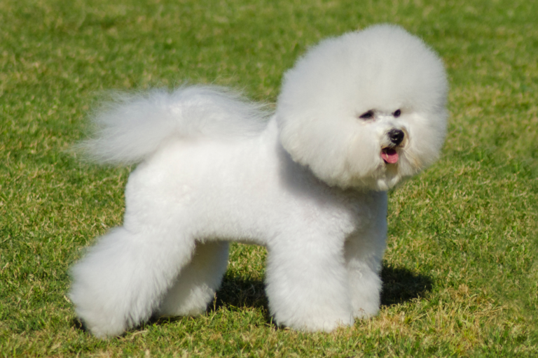 Bichon Frise (1)