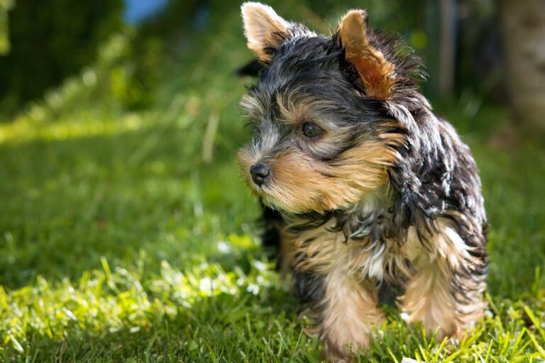 dog-puppy-yorkshire-terrier-yorkshire-terrier-puppy-163602-163602.jpg