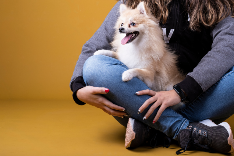 Cavalier King Charles Spaniel (1)